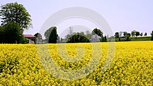 A field of flowering canola