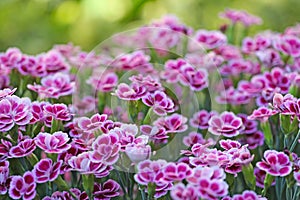 Field of flowering carnations, clove pinks