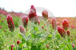 Field of flowering crimson clovers Trifolium incarnatum close up.