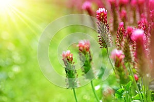 Field of flowering crimson clovers Trifolium incarnatum close up.