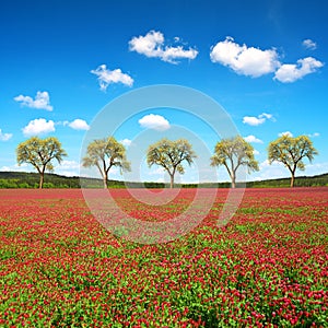 Field of flowering crimson clovers Trifolium incarnatum photo