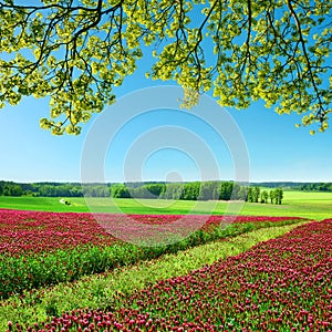 Field of flowering crimson clovers Trifolium incarnatum in sunny day. photo