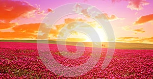 Field of flowering crimson clovers (Trifolium incarnatum) at sunset.