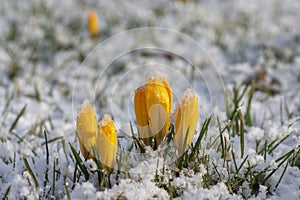 Field of flowering crocus vernus plants covered with snow, group of bright colorful early spring flowers in bloom