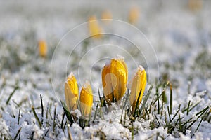 Field of flowering crocus vernus plants covered with snow, group of bright colorful early spring flowers in bloom