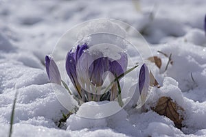 Field of flowering crocus vernus plants covered with snow, group of bright colorful early spring flowers in bloom