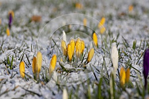 Field of flowering crocus vernus plants covered with snow, group of bright colorful early spring flowers in bloom