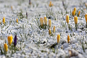 Field of flowering crocus vernus plants covered with snow, group of bright colorful early spring flowers in bloom