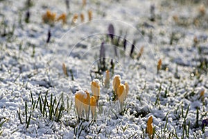 Field of flowering crocus vernus plants covered with snow, group of bright colorful early spring flowers in bloom