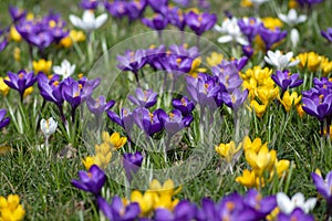 Field of flowering crocus vernus plants, group of bright colorful early spring flowers in bloom