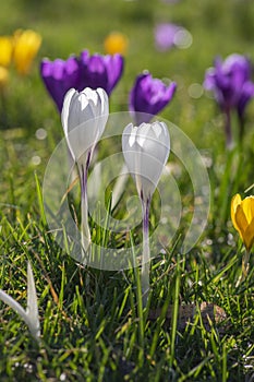 Field of flowering crocus vernus plants, group of bright colorful early spring flowers in bloom