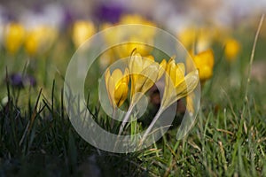 Field of flowering crocus vernus plants, group of bright colorful early spring flowers in bloom