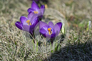 Field of flowering crocus vernus plants, group of bright colorful early spring flowers in bloom