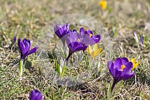 Field of flowering crocus vernus plants, group of bright colorful early spring flowers in bloom