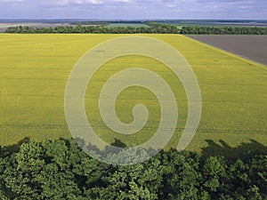 Field of flowering and forest belts for wind protection. Rape, a syderatic plant with yellow flowers. Field with siderates.