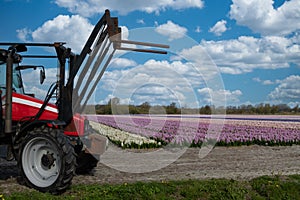 Field of flowering Hyacinths in the Netherlands, with tractor