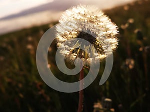 Field of flowering milks