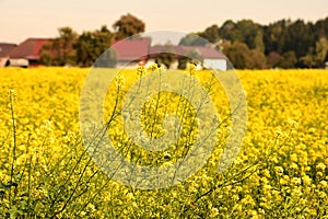 A field with flowering mustard plants in autumn in the Salzkammergut