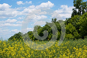 A field of flowering mustard on a summer sunny day