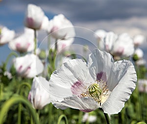 Field of flowering opium poppy papaver somniferum