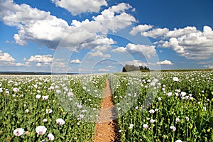 Field of flowering opium poppy and pathway