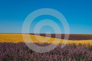 Field of flowering purple lavender and yellow wheat Provence summer flowers