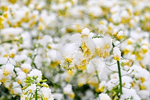 Field of flowering rape covered with snow in the spring