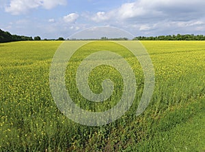 Field of flowering rape. Rape, a syderatic plant with yellow flowers. Field with siderates.