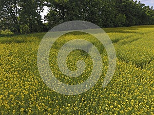 Field of flowering rape. Rape, a syderatic plant with yellow flowers. Field with siderates.