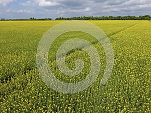 Field of flowering rape. Rape, a syderatic plant with yellow flowers. Field with siderates.