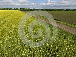 Field of flowering rape. Rape, a syderatic plant with yellow flowers. Field with siderates.