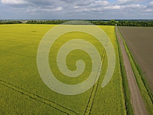 Field of flowering rape. Rape, a syderatic plant with yellow flowers. Field with siderates.