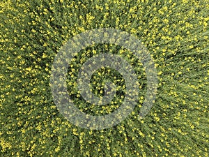 Field of flowering rape. Top view from the drone. Rape, a syderatic plant with yellow flowers. Field with siderates