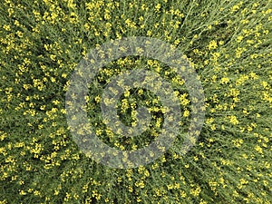 Field of flowering rape. Top view from the drone. Rape, a syderatic plant with yellow flowers. Field with siderates
