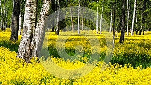 A field of flowering rapeseed in the birch grove. Yellow flowers. June in Saint Petersburg.