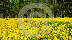 A field of flowering rapeseed in the birch grove. Yellow flowers. June in Saint Petersburg.