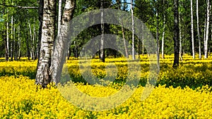 A field of flowering rapeseed in the birch grove. Yellow flowers. June in Saint Petersburg.