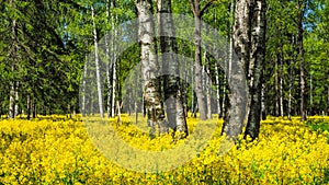 A field of flowering rapeseed in the birch grove. Yellow flowers. June in Saint Petersburg.