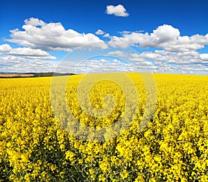 Field of flowering rapeseed canola or colza