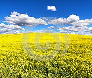 Field of flowering rapeseed canola or colza
