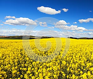 Field of flowering rapeseed canola or colza