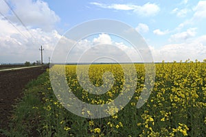 Field of flowering Rapeseed near the road