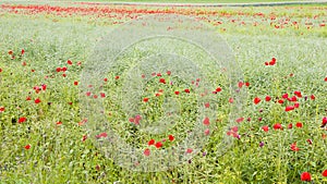 Field with flowering red poppies.