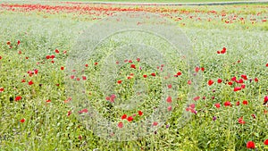 Field with flowering red poppies. photo