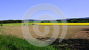 A field of flowering in summer