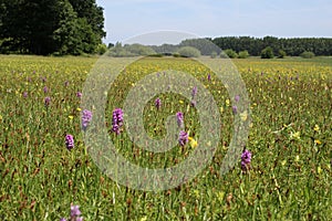 A field with flowering wild orchids and rattles in holland in springtime