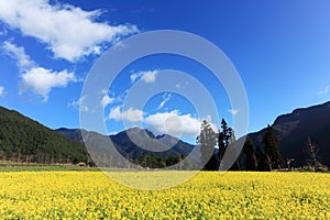 Field with flowering yellow oilseed rapeseed