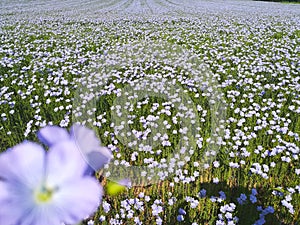 Field of flowers