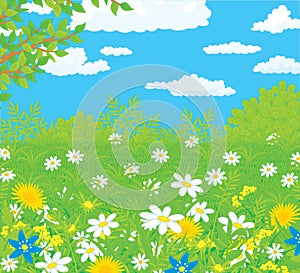 Field with flowers