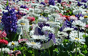 Field of flowers